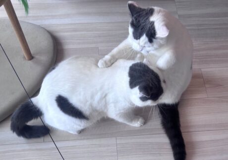 にゃんプロ？ いえいえお稽古です。ブリティッシュショートヘア うずら | 我が家ではね、ねこ同士の喧嘩をにゃんプロとは言わず、お稽古って言うんだよ。