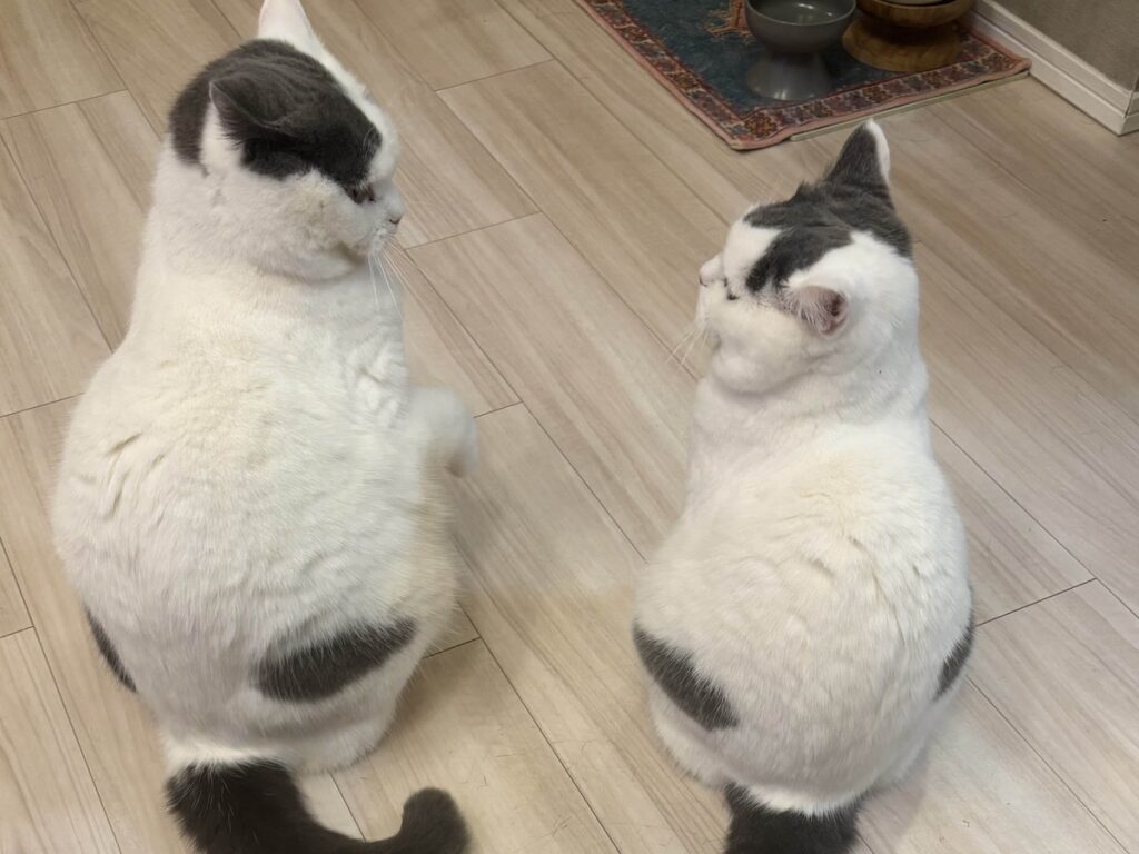 にゃんプロ？ いえいえお稽古です。ブリティッシュショートヘア うずら | こうやって、にらみあって……。どっちが強いかって?