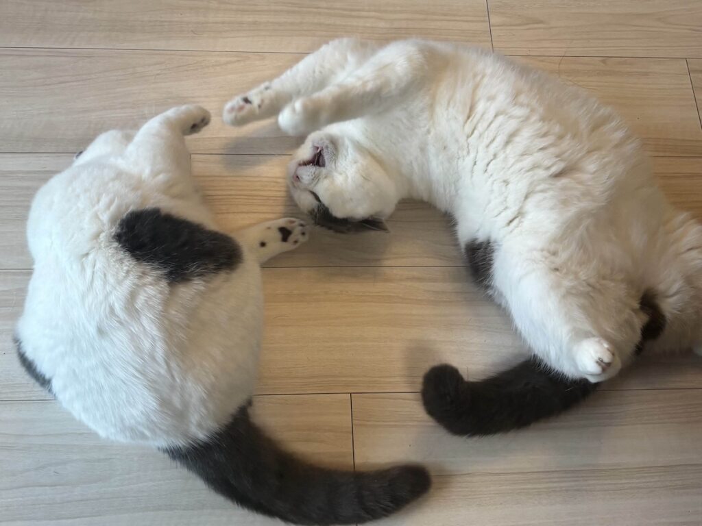 にゃんプロ？ いえいえお稽古です。ブリティッシュショートヘア うずら | ぶつかり稽古して。もちろん、ぼくの勝ち！！！ すごいでしょ？