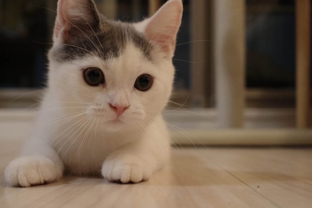 おうちにやってきたばかり頃のぼく。ブリティッシュショートヘア うずら | みんな仲良くしてくれるか不安だったよ。かあちゃんもとうちゃんも、「かわいいかわいい」ってうるさかったな。(兄ちゃん拗ねてた？？)