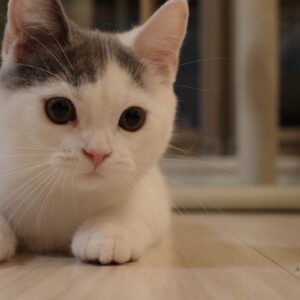 おうちにやってきたばかり頃のぼく。ブリティッシュショートヘア うずら | みんな仲良くしてくれるか不安だったよ。かあちゃんもとうちゃんも、「かわいいかわいい」ってうるさかったな。(兄ちゃん拗ねてた？？)