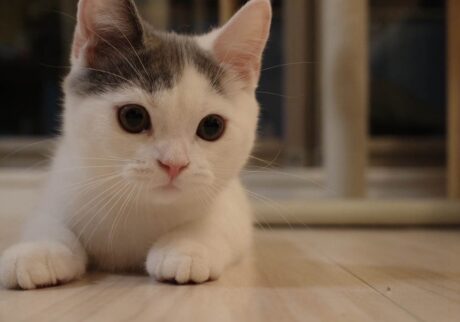 おうちにやってきたばかり頃のぼく。ブリティッシュショートヘア うずら | みんな仲良くしてくれるか不安だったよ。かあちゃんもとうちゃんも、「かわいいかわいい」ってうるさかったな。(兄ちゃん拗ねてた？？)