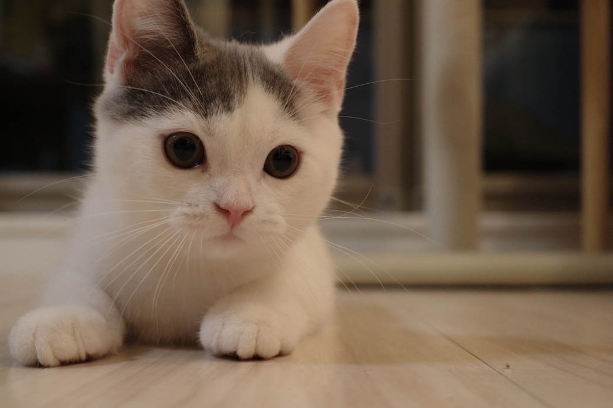 おうちにやってきたばかり頃のぼく。【肉まんフェイスうずらの、 モチモチ便り。vol.10】