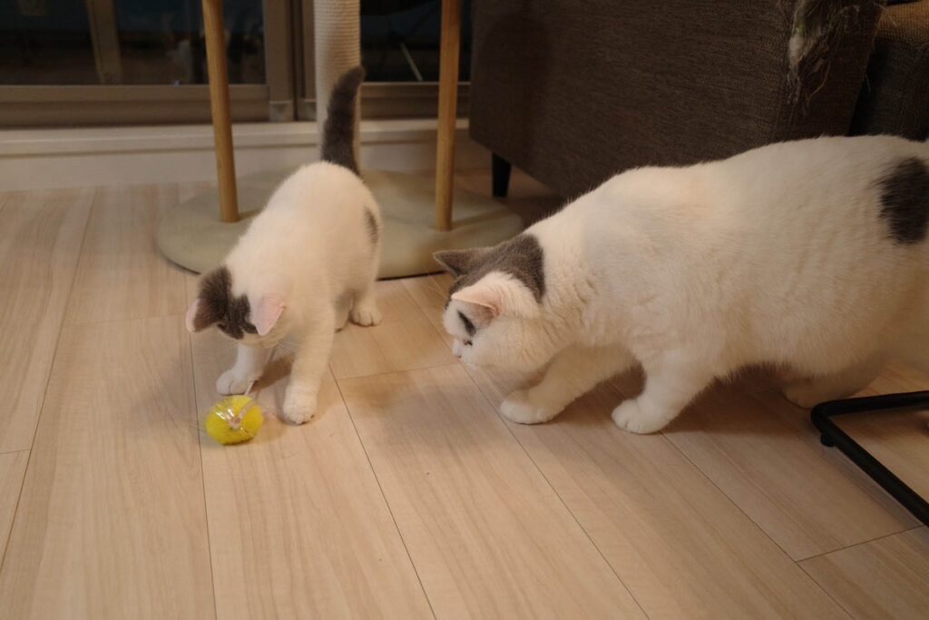 おうちにやってきたばかり頃のぼく。ブリティッシュショートヘア うずら | すぐに兄ちゃんが遊んでくれたよ。兄ちゃんは、ぼくよりすごく大きいのに、すごーく警戒してた気がする。でも、やさしく迎え入れてくれたのを覚えてるよ。