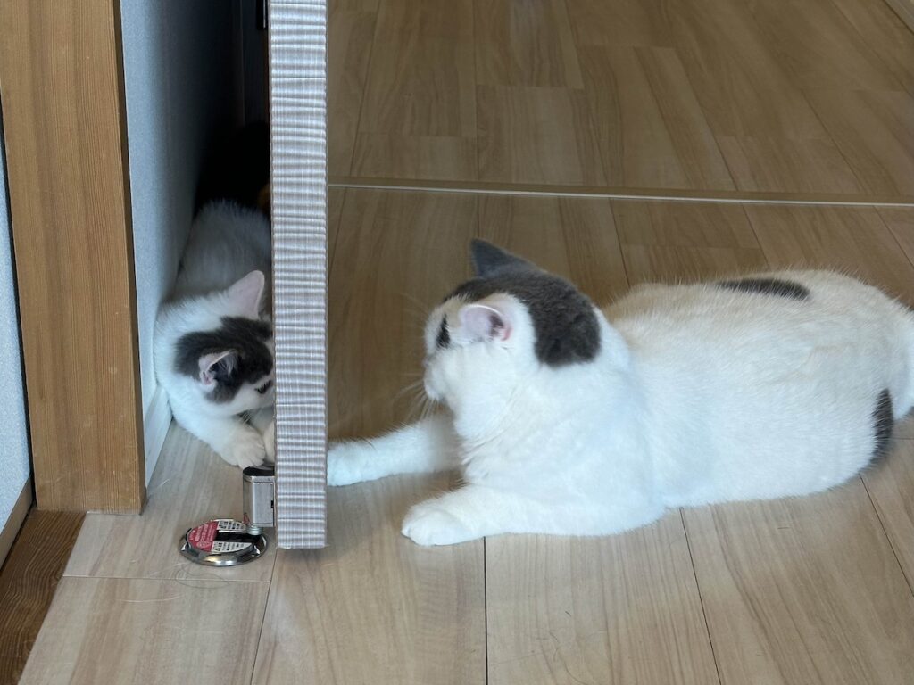 高みの見物？ブリティッシュショートヘア うずら | ぼくは、すぐにおうちに慣れたよ。ハクマル兄ちゃんも、毎日たくさん遊んでくれるんだ。