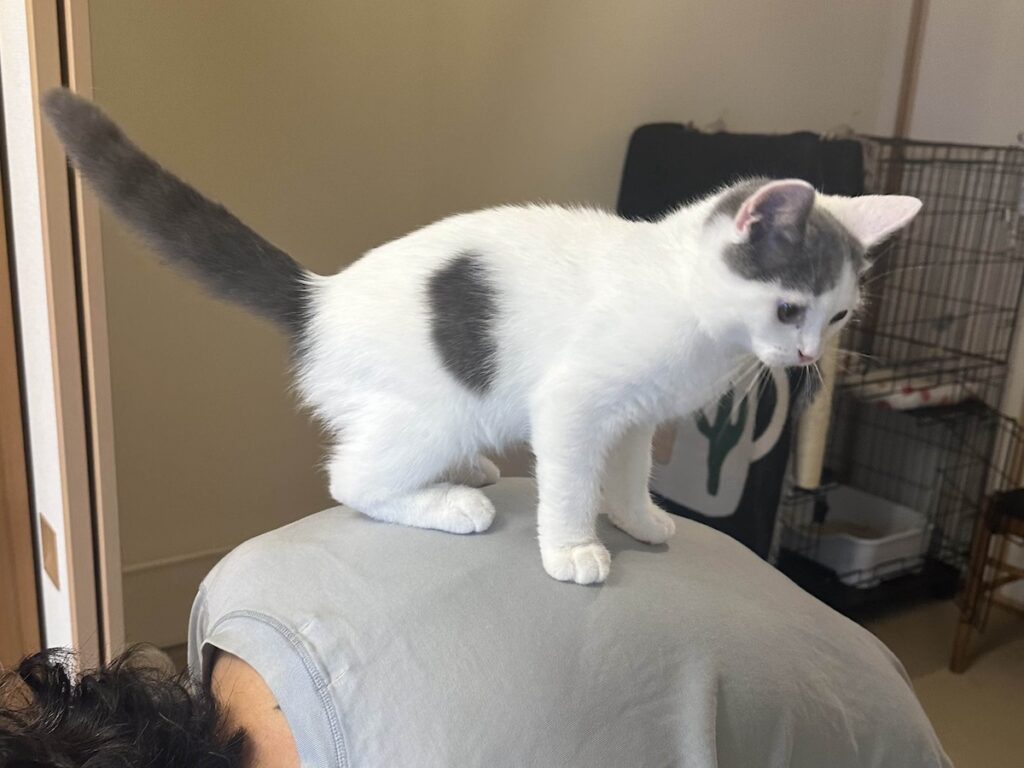 高みの見物？ブリティッシュショートヘア うずら | あ！ ちなみに、とうちゃんも遊び相手だよ。ネズミのおもちゃでたくさん遊んでくれるし、この日は背中に乗せてくれたよ。高くて、楽しかったな〜。