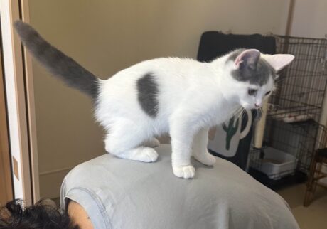 高みの見物？ブリティッシュショートヘア うずら | あ！ ちなみに、とうちゃんも遊び相手だよ。ネズミのおもちゃでたくさん遊んでくれるし、この日は背中に乗せてくれたよ。高くて、楽しかったな〜。