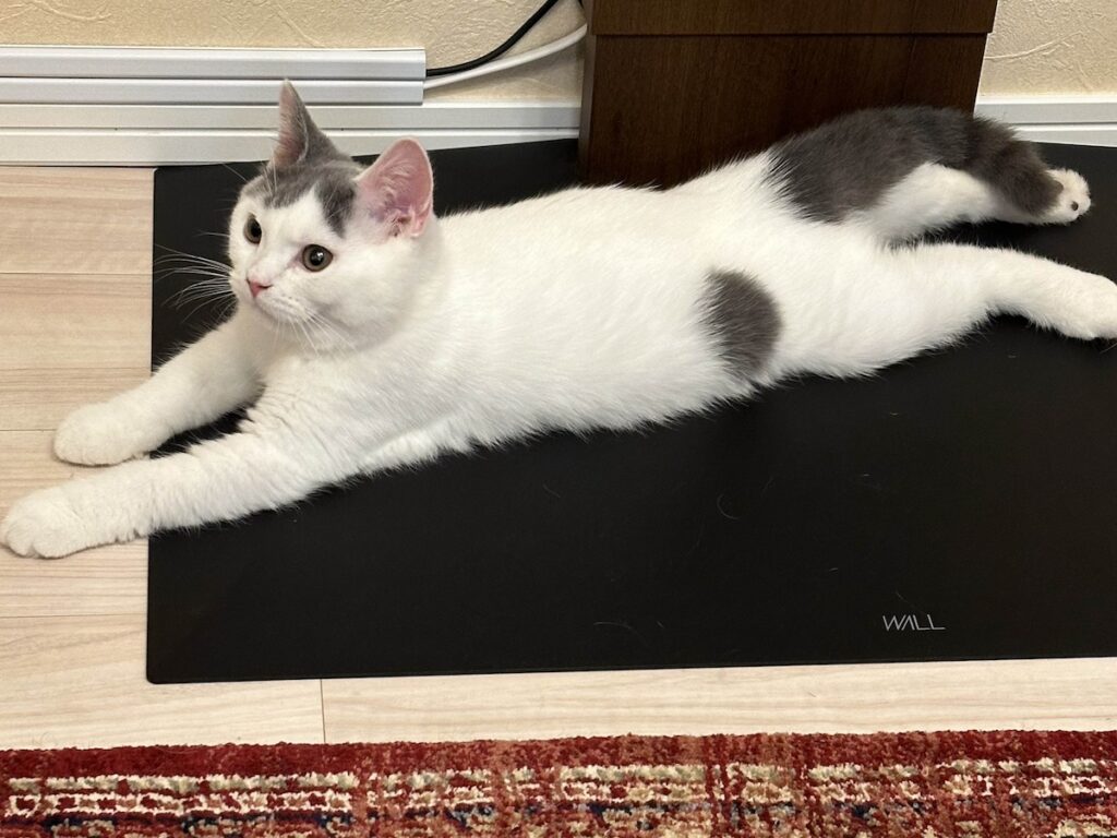 ふたりで名物、開脚ポーズ。ブリティッシュショートヘア うずら | みんな覚えてる？？ ハクマル兄ちゃんの代名詞でもある開脚ポーズ。もちろんぼくもできるんだ！ 見てみて！