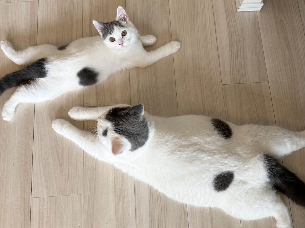 ふたりで名物、開脚ポーズ。ブリティッシュショートヘア うずら | 兄ちゃんも一緒に。上手くできてるでしょ？ このポーズはお腹がひんやりして気持ちいいって、兄ちゃんが教えてくれたよ。