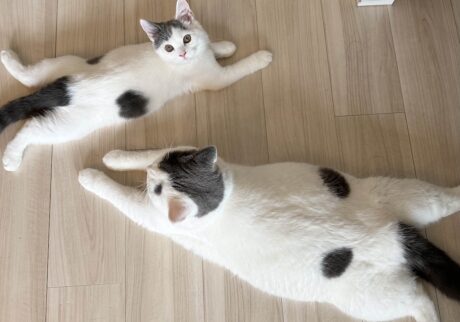 ふたりで名物、開脚ポーズ。ブリティッシュショートヘア うずら | 兄ちゃんも一緒に。上手くできてるでしょ？ このポーズはお腹がひんやりして気持ちいいって、兄ちゃんが教えてくれたよ。