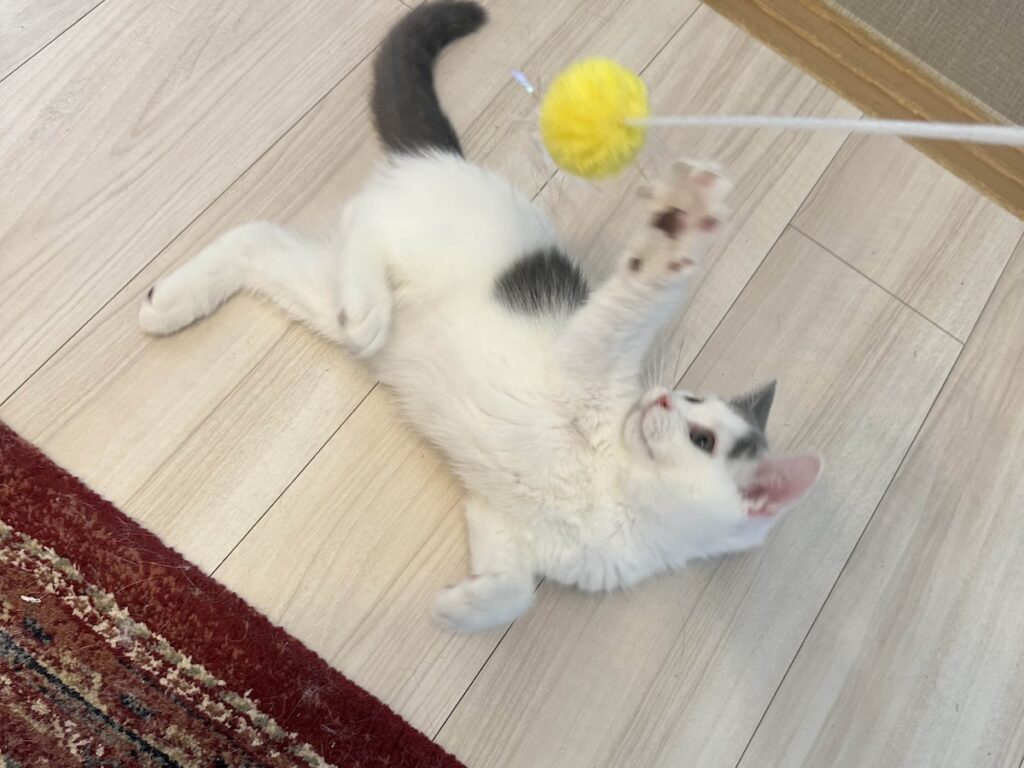 今日はどれで遊ぶ? ブリティッシュショートヘア うずら | 今日は、ぼくの大好きなおもちゃを紹介していくね。まずは黄色のポンポン。遊んでほしいのに、かあちゃんはすぐに飽きちゃうんだよ。 今日はどれで遊ぶ? ブリティッシュショートヘア うずら | 今日は、ぼくの大好きなおもちゃを紹介していくね。まずは黄色のポンポン。遊んでほしいのに、かあちゃんはすぐに飽きちゃうんだよ。