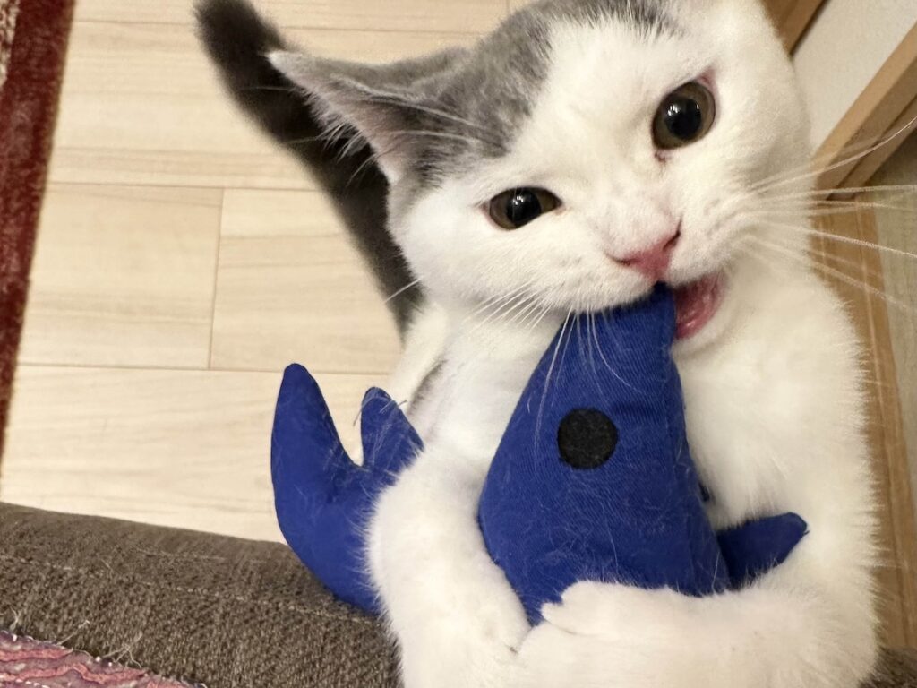 今日はどれで遊ぶ? ブリティッシュショートヘア うずら | つぎは、ブルーのエビさん。これはずーっと大好き。だってハクマル兄ちゃんからもらったんだもん。 今日はどれで遊ぶ? ブリティッシュショートヘア うずら | つぎは、ブルーのエビさん。これはずーっと大好き。だってハクマル兄ちゃんからもらったんだもん。