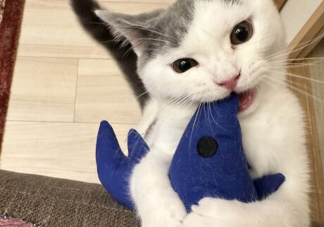 今日はどれで遊ぶ？ ブリティッシュショートヘア うずら | つぎは、ブルーのエビさん。これはずーっと大好き。だってハクマル兄ちゃんからもらったんだもん。