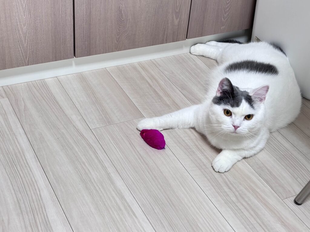 今日はどれで遊ぶ? ブリティッシュショートヘア うずら | ピンクのネズミさん。もう4代目なんだって。これも楽しいの。兄ちゃんが好きなものは、ぼくも楽しいよ。兄ちゃん、センス良いよね。 今日はどれで遊ぶ? ブリティッシュショートヘア うずら | ピンクのネズミさん。もう4代目なんだって。これも楽しいの。兄ちゃんが好きなものは、ぼくも楽しいよ。兄ちゃん、センス良いよね。