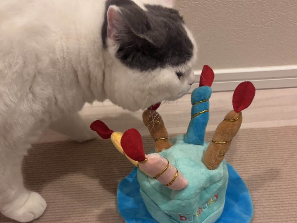 誕生日限定のサービス。ブリティッシュショートヘア うずら | ぼくのバースデーの5月24日に、かあちゃんが祝ってくれたの。たしか、プレゼントはいつもより多めゴハンだった気する！？ この日、ぼくは１歳になったの。