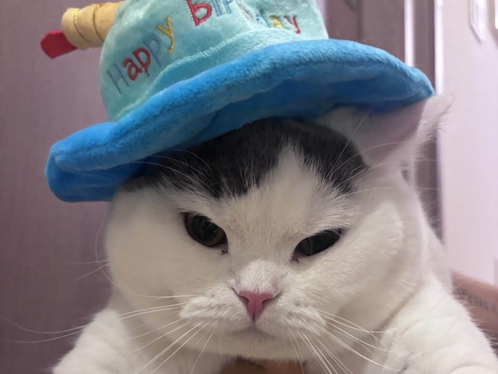 誕生日限定のサービス。ブリティッシュショートヘア うずら | 本当はね、ぼくは被り物がダイキライなの。でも、かあちゃんがすぐに被せてくるんだ。「かわいいかわいい」ってうるさいよ。怒ってないよ〜？ でも、やめて？？