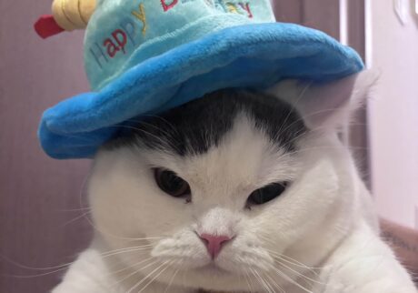 誕生日限定のサービス。ブリティッシュショートヘア うずら | 本当はね、ぼくは被り物がダイキライなの。でも、かあちゃんがすぐに被せてくるんだ。「かわいいかわいい」ってうるさいよ。怒ってないよ〜？ でも、やめて？？