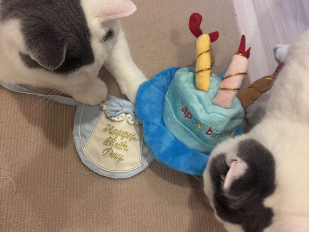 誕生日限定のサービス。ブリティッシュショートヘア うずら | そしたらハクマル兄ちゃんもお祝いしてくれたよ。「うーちゃん、まさか、これ被ったの？」って。にいちゃん、11月は覚悟しといてね
（母：ハクマルも被り物がダイキライです）