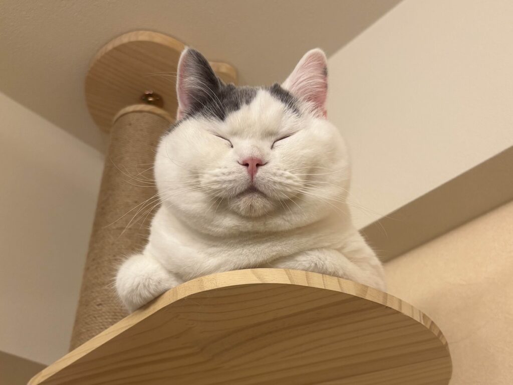 肉まんの妖精ではありません。ブリティッシュショートヘア うずら | ぼくの飼い主は、すぐあだ名をつけてくるんだよ。かあちゃんは「肉まんの妖精」って呼ぶし、とうちゃんは「魔神ブー」って言ってくるの し。失礼しちゃうよね?? 肉まんの妖精ではありません。ブリティッシュショートヘア うずら | ぼくの飼い主は、すぐあだ名をつけてくるんだよ。かあちゃんは「肉まんの妖精」って呼ぶし、とうちゃんは「魔神ブー」って言ってくるの し。失礼しちゃうよね??