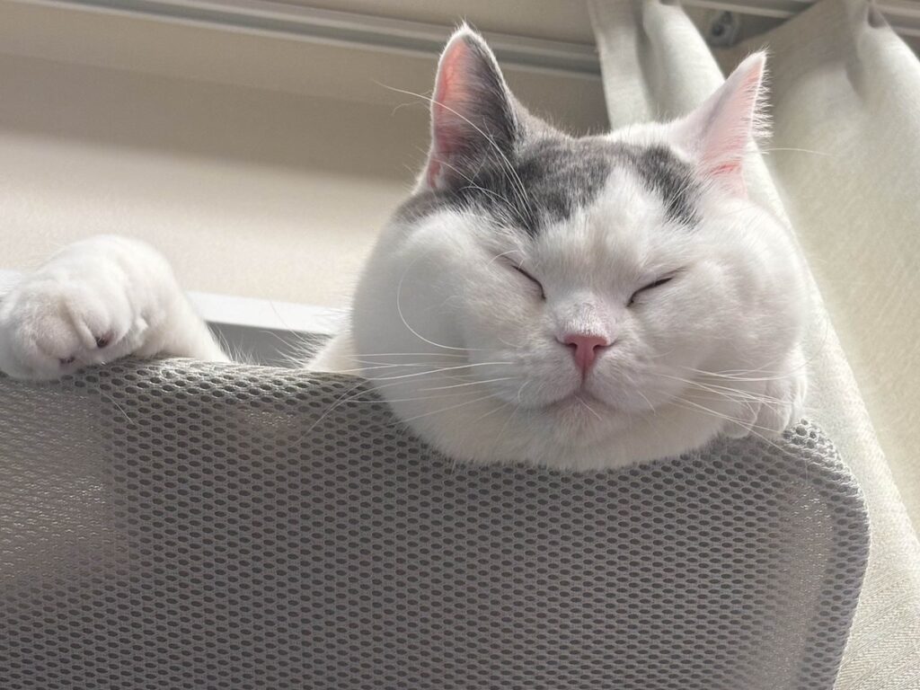 肉まんの妖精ではありません。ブリティッシュショートヘア うずら | え? ぷくぷく、まんまるだって?? 仕方ないよ、だってご飯もおやつも大好きなんだもん! 肉まんの妖精ではありません。ブリティッシュショートヘア うずら | え? ぷくぷく、まんまるだって?? 仕方ないよ、だってご飯もおやつも大好きなんだもん!