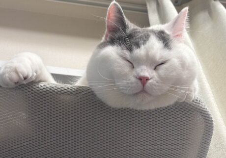 肉まんの妖精ではありません。ブリティッシュショートヘア うずら | え? ぷくぷく、まんまるだって?? 仕方ないよ、だってご飯もおやつも大好きなんだもん! 肉まんの妖精ではありません。ブリティッシュショートヘア うずら | え? ぷくぷく、まんまるだって?? 仕方ないよ、だってご飯もおやつも大好きなんだもん!