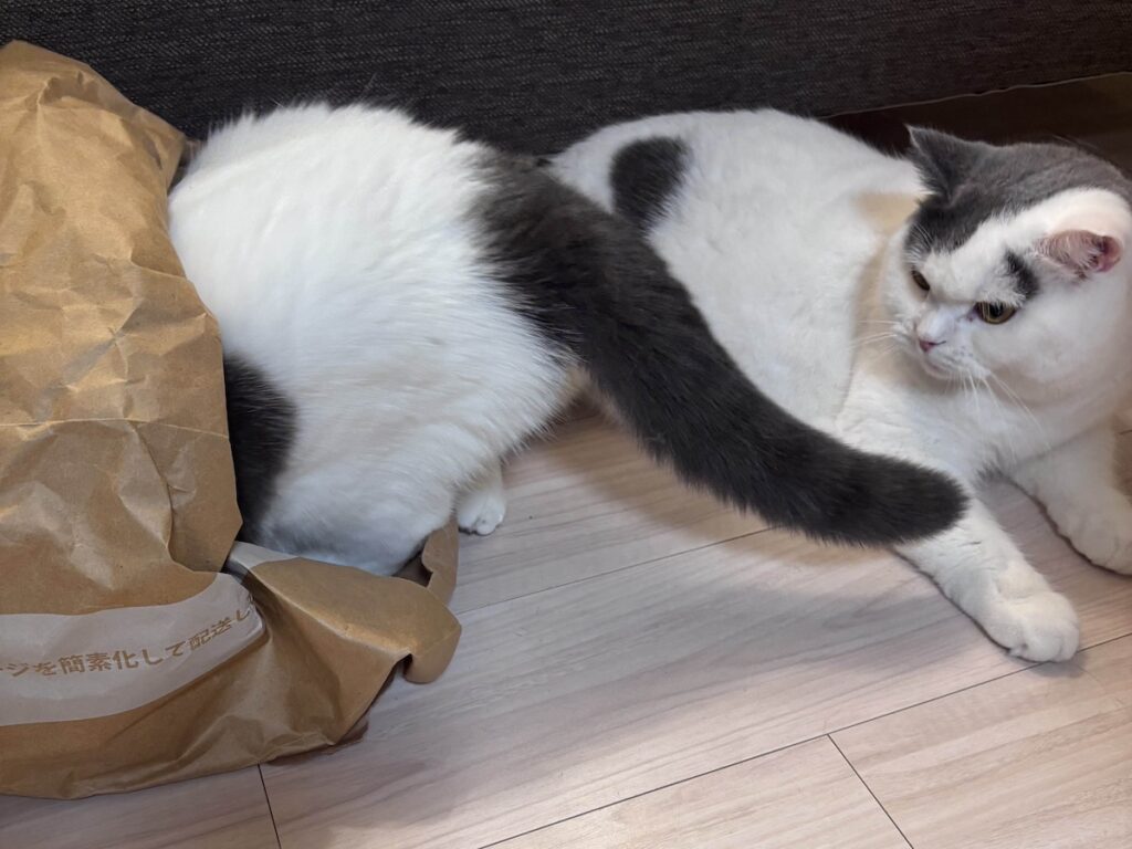 兄ちゃんのものは、ぼくのもの?ブリティッシュショートヘア うずら | ぼくは、ハクマル兄ちゃんが遊んでるものが気になってしょうがないの。この日も、紙袋を狙ってたんだ! 兄ちゃんのものは、ぼくのもの?ブリティッシュショートヘア うずら | ぼくは、ハクマル兄ちゃんが遊んでるものが気になってしょうがないの。この日も、紙袋を狙ってたんだ!