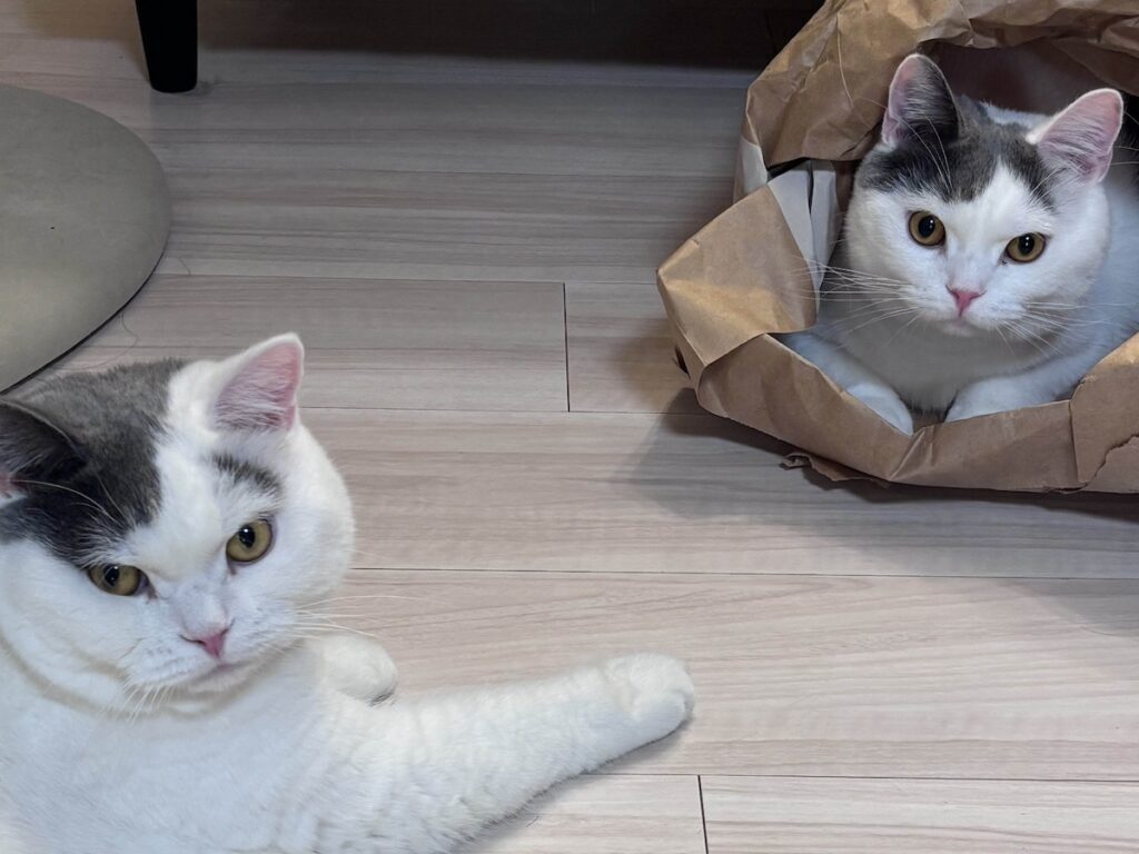 兄ちゃんのものは、ぼくのもの?ブリティッシュショートヘア うずら | はーい、ゲットしたよ!! 兄ちゃんは、優しいからすぐにくれたんだよ。かあちゃんは「うずらは、ジャイアンだね」って言ってきたけど、いったい誰のこと? 兄ちゃんのものは、ぼくのもの?ブリティッシュショートヘア うずら | はーい、ゲットしたよ!! 兄ちゃんは、優しいからすぐにくれたんだよ。かあちゃんは「うずらは、ジャイアンだね」って言ってきたけど、いったい誰のこと?