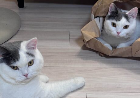 兄ちゃんのものは、ぼくのもの?ブリティッシュショートヘア うずら | はーい、ゲットしたよ!! 兄ちゃんは、優しいからすぐにくれたんだよ。かあちゃんは「うずらは、ジャイアンだね」って言ってきたけど、いったい誰のこと? 兄ちゃんのものは、ぼくのもの?ブリティッシュショートヘア うずら | はーい、ゲットしたよ!! 兄ちゃんは、優しいからすぐにくれたんだよ。かあちゃんは「うずらは、ジャイアンだね」って言ってきたけど、いったい誰のこと?