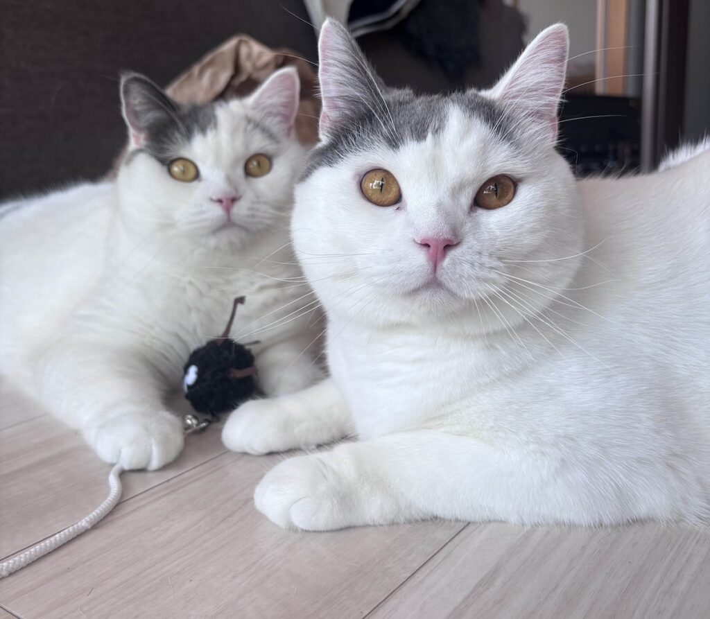 兄ちゃんのものは、ぼくのもの?ブリティッシュショートヘア うずら | 兄ちゃんの大事な、黒いもけもけは取らないであげたんだよ! えらいでしょ?? 兄ちゃんのものは、ぼくのもの?ブリティッシュショートヘア うずら | 兄ちゃんの大事な、黒いもけもけは取らないであげたんだよ! えらいでしょ??