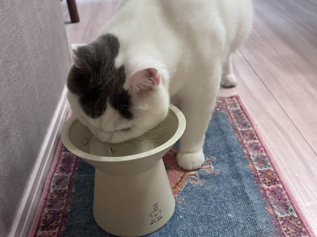 いつまでもやめられないこと。ブリティッシュショートヘア うずら | あのね、ぼくは氷遊びが大好きなの！ 父ちゃんが、暑い日は1つだけくれるの。ペロペロペロペロ……。