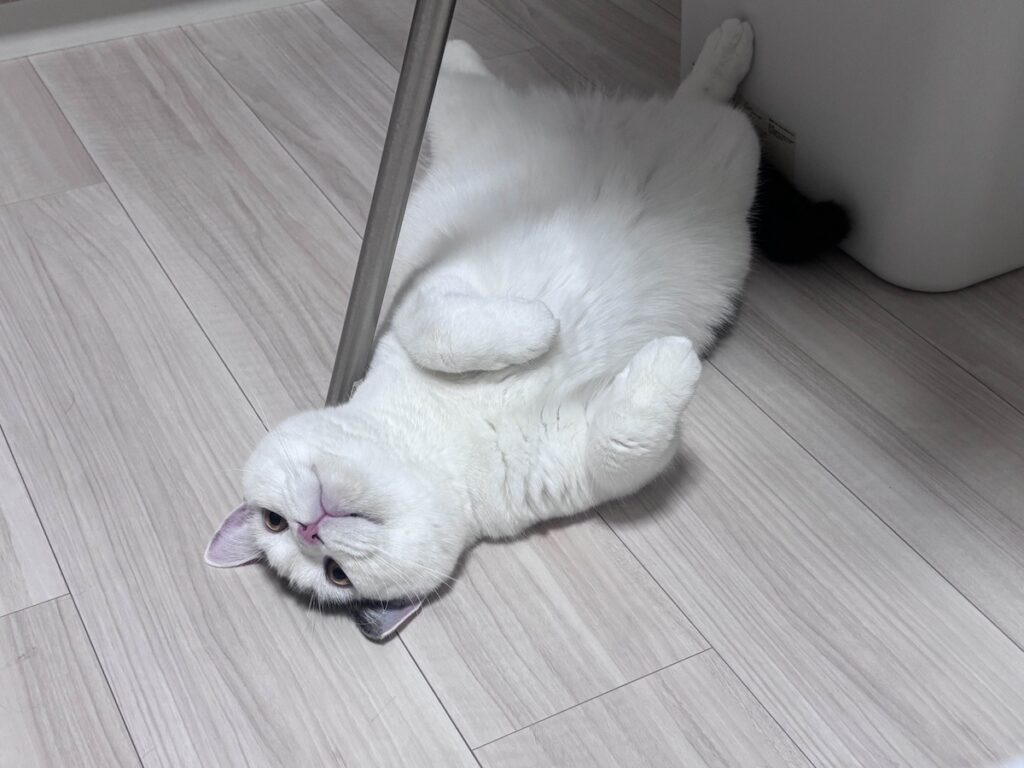 実は、○○が苦手です。ブリティッシュショートヘア うずら | ぼく、実は「ヘソ天」が苦手なんだ。ハクマル兄ちゃんは、とっても上手。だって、なんだか恥ずかしくなっちゃうから（照）。