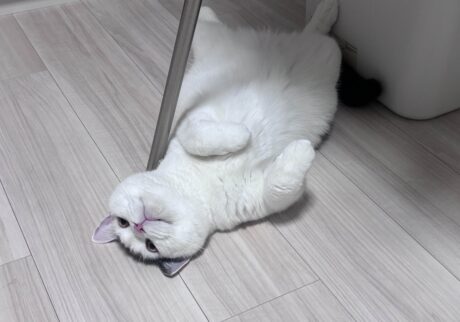 実は、○○が苦手です。ブリティッシュショートヘア うずら | ぼく、実は「ヘソ天」が苦手なんだ。ハクマル兄ちゃんは、とっても上手。だって、なんだか恥ずかしくなっちゃうから（照）。