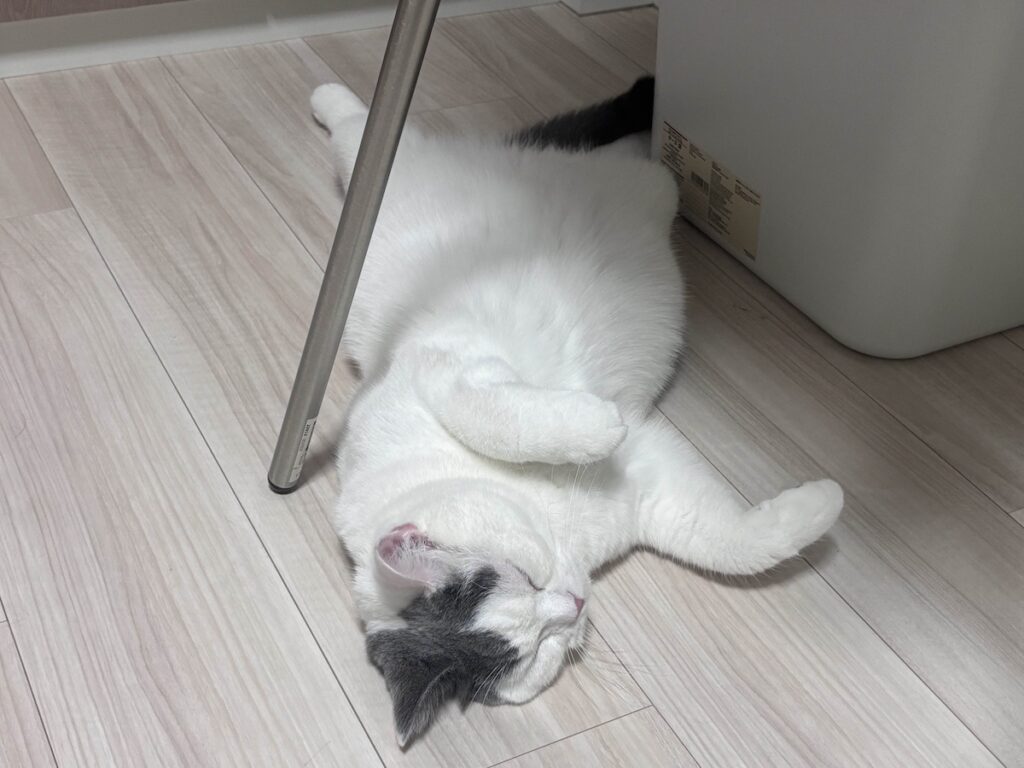 実は、○○が苦手です。ブリティッシュショートヘア うずら | でもさ、たまーに上手くヘソ天してると、かあちゃん大喜びなの。だからさ、たまにはやってあげるんだよ。かわいい？？