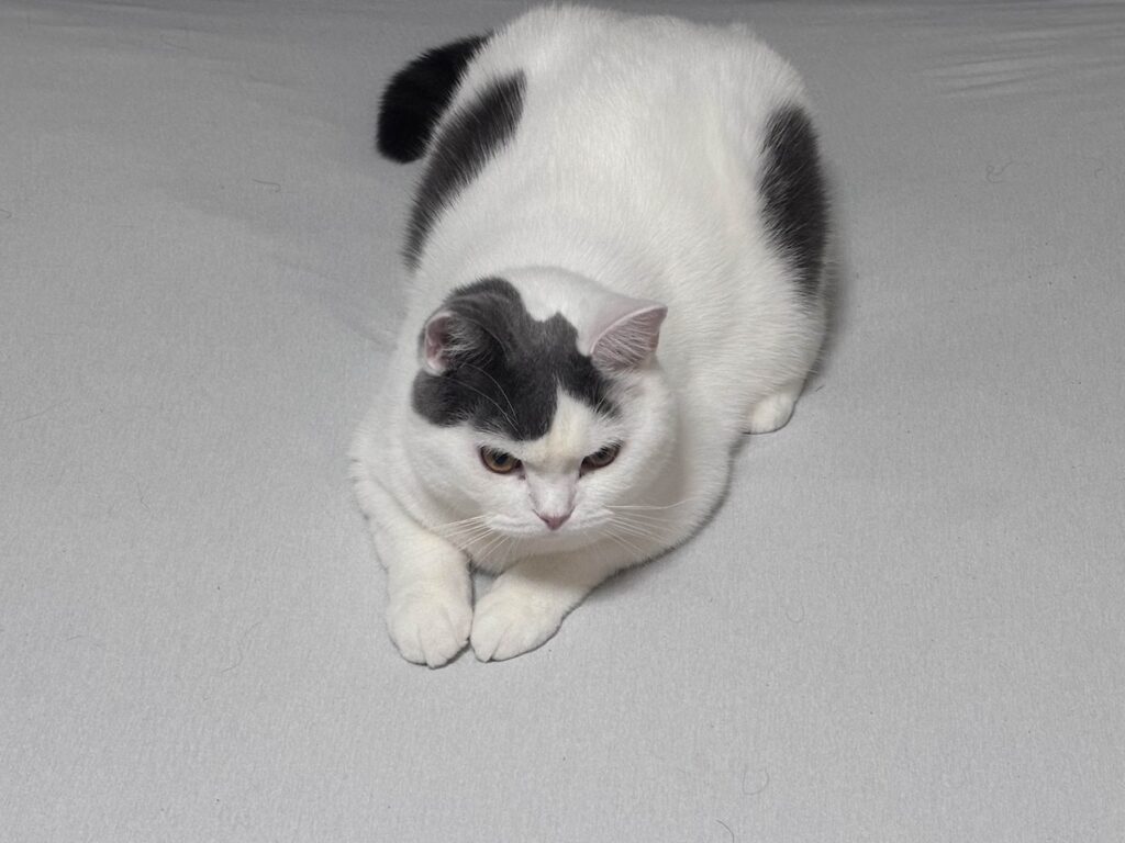 立ち退き拒絶中。ブリティッシュショートヘア うずら | ある日、かあちゃんがベットのシーツを替えてたよ。ぼく、シーツ替えの邪魔をするのが大好き！！