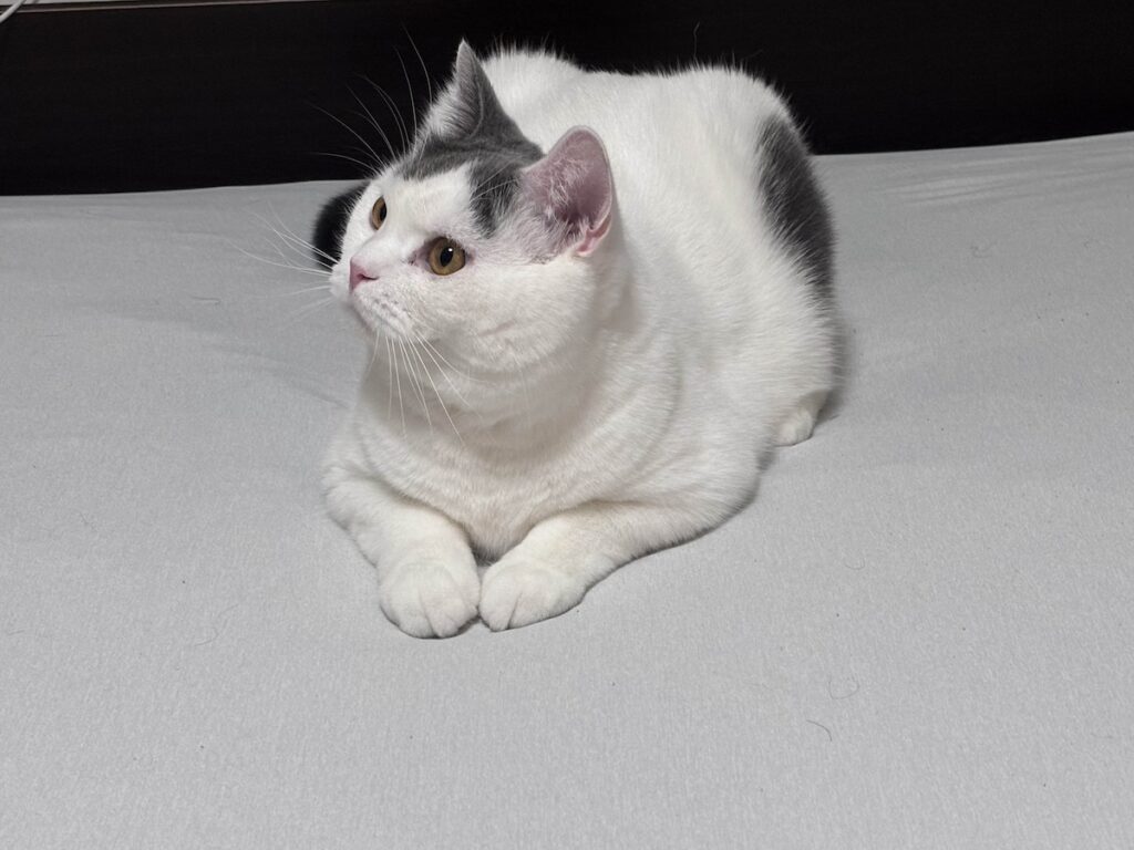 立ち退き拒絶中。ブリティッシュショートヘア うずら | え？ どいてって？？ やだよー！ 冷たくて気持ち良いもんね。