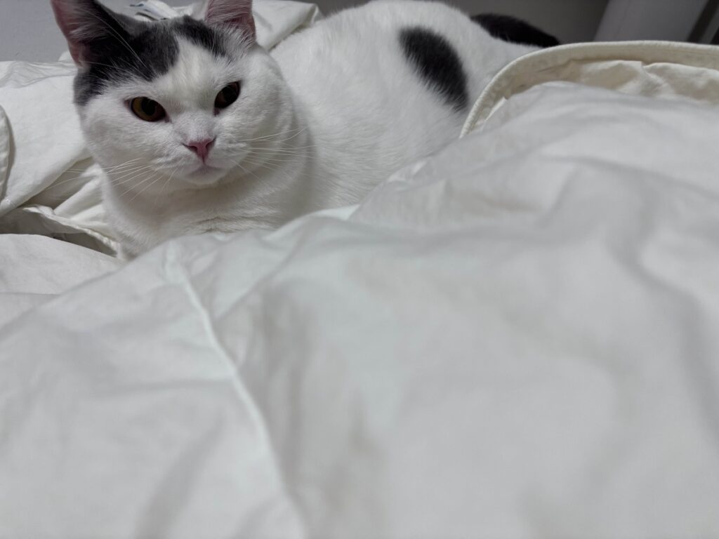 立ち退き拒絶中。ブリティッシュショートヘア うずら | フカフカのお布団キターーーーー！ はーい、おやすみ……。