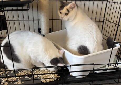 わざとじゃないんです……。ブリティッシュショートヘア うずら | え? 兄ちゃん。な、なんでそこに入ってるの? はやく逃げないと、かあちゃんが来ちゃうよ!!
母「うーちゃん、、、犯人でしょ?」
うずら「ごめんなさーい!」 わざとじゃないんです……。ブリティッシュショートヘア うずら | え? 兄ちゃん。な、なんでそこに入ってるの? はやく逃げないと、かあちゃんが来ちゃうよ!!
母「うーちゃん、、、犯人でしょ?」
うずら「ごめんなさーい!」