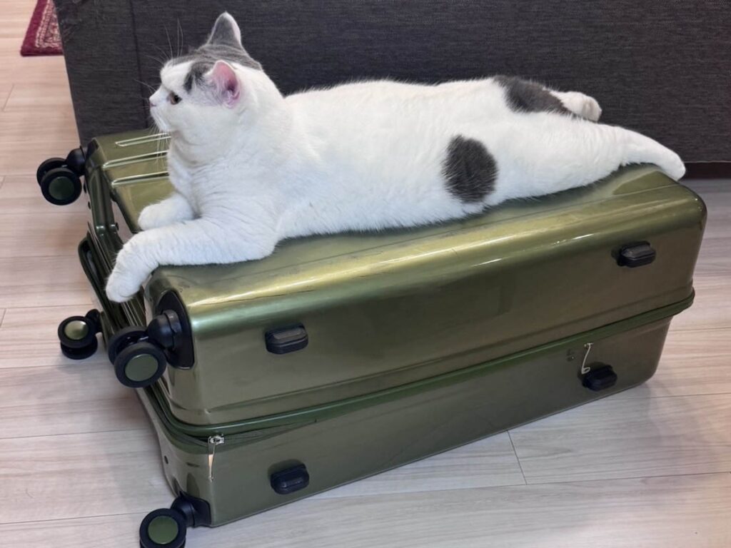 連れていってくれるよね?ブリティッシュショートヘア うずら | ぼくの飼い主たちは、すぐに旅行とやらに行くんだ。でた、この大きなカバン。ぼくはここに乗って、阻止しているんだよ。行かないで〜。 連れていってくれるよね?ブリティッシュショートヘア うずら | ぼくの飼い主たちは、すぐに旅行とやらに行くんだ。でた、この大きなカバン。ぼくはここに乗って、阻止しているんだよ。行かないで〜。