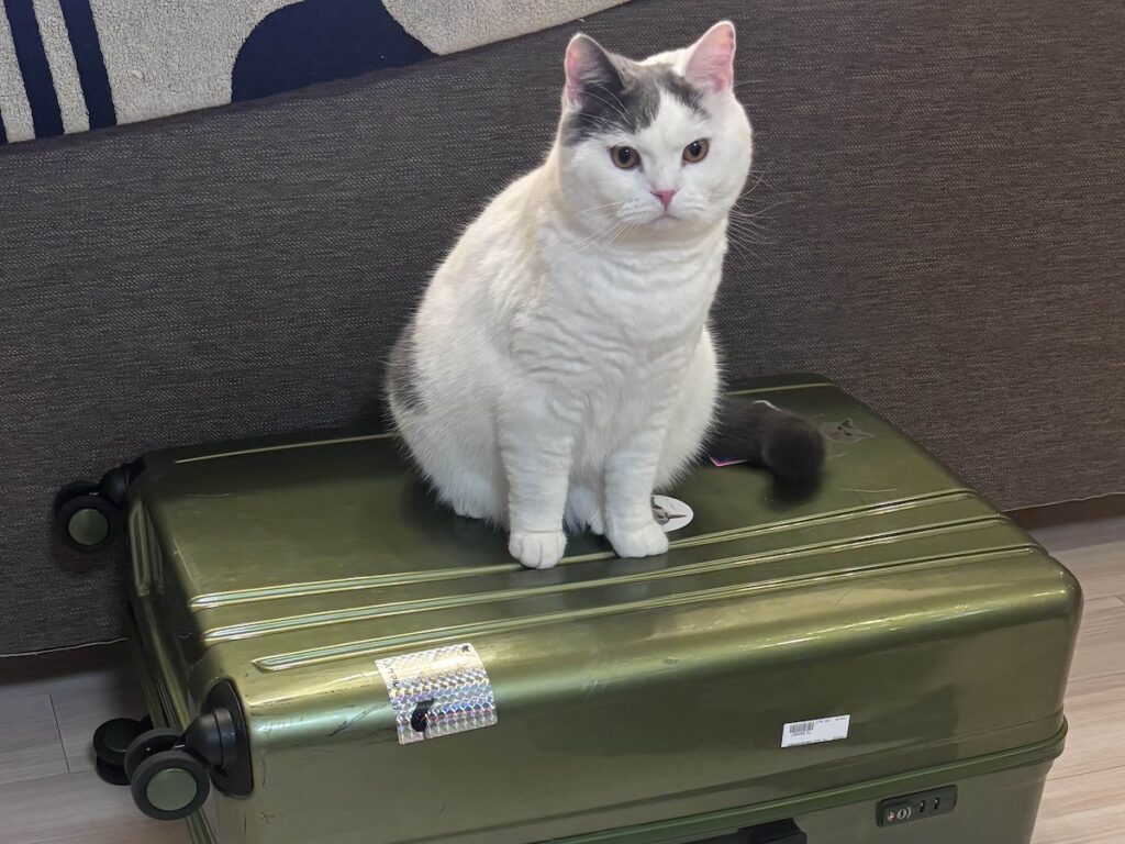 連れていってくれるよね?ブリティッシュショートヘア うずら | ぼくも連れて行くならいいよ? え? 今回はとうちゃんだけ? じゃあ、まあいいよ!かあちゃんがいるなら! ぼくは、かあちゃん子だからね。 連れていってくれるよね?ブリティッシュショートヘア うずら | ぼくも連れて行くならいいよ? え? 今回はとうちゃんだけ? じゃあ、まあいいよ!かあちゃんがいるなら! ぼくは、かあちゃん子だからね。