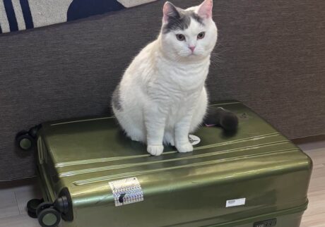 連れていってくれるよね？ブリティッシュショートヘア うずら | ぼくも連れて行くならいいよ？ え？ 今回はとうちゃんだけ？ じゃあ、まあいいよ！かあちゃんがいるなら！ ぼくは、かあちゃん子だからね。