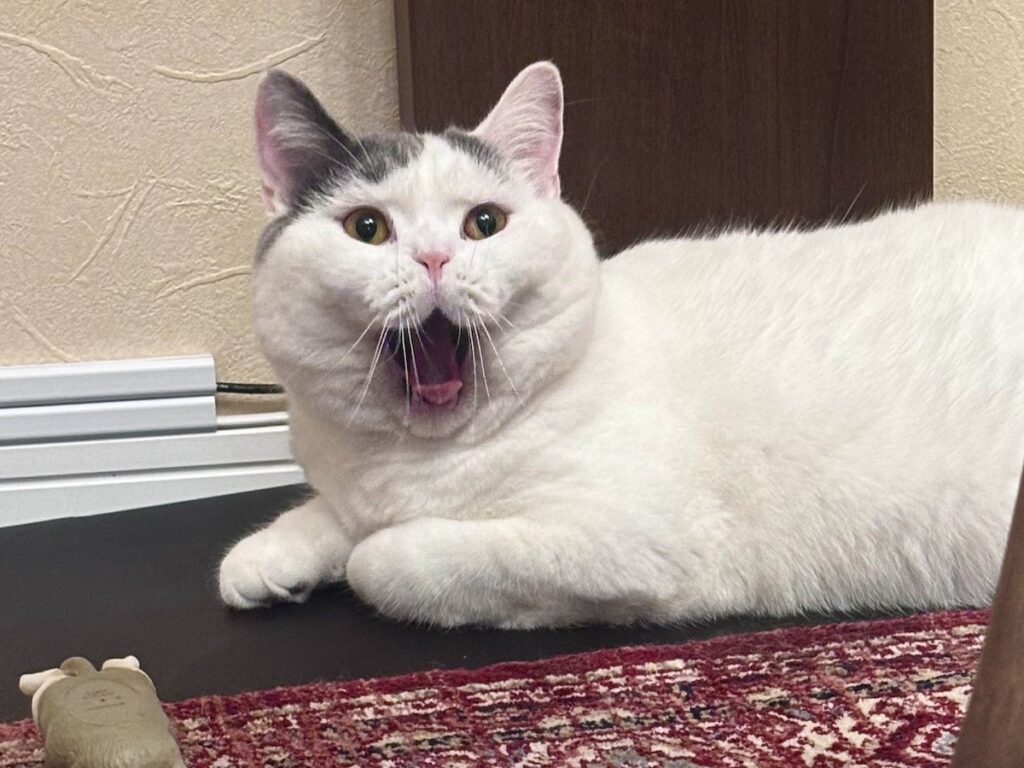 変顔のつもりはないんですが。ブリティッシュショートヘア うずら | どうやらぼくは、よくおもしろい顔をするらしい。そんなつもりはまったくないのに。でも、かあちゃんもとうちゃんもいつも笑ってくるの。