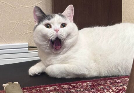 変顔のつもりはないんですが。ブリティッシュショートヘア うずら | どうやらぼくは、よくおもしろい顔をするらしい。そんなつもりはまったくないのに。でも、かあちゃんもとうちゃんもいつも笑ってくるの。