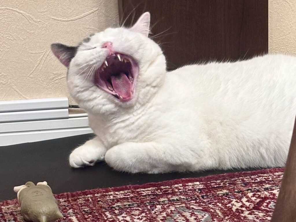 変顔のつもりはないんですが。ブリティッシュショートヘア うずら | 気づいたかな？ さっきのはあくび前の顔。ガオー！ かっこいいあくびだよ？ あー、ねむくなってきた。写真撮るのやめてくれる？