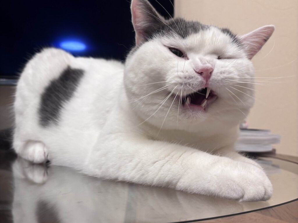 変顔のつもりはないんですが。ブリティッシュショートヘア うずら | 悪い顔も得意だよ！ どう？ みんな、おもしろいかな？？