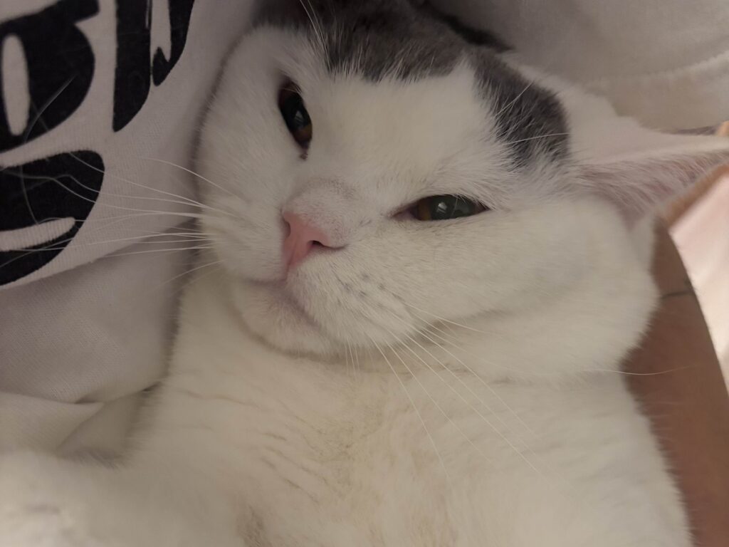 ハマりそうな予感！？ブリティッシュショートヘア うずら | そう、ぼくは抱っこが苦手なの。なのに、すぐとうちゃんは捕まえて、むぎゅっとしてくるよ。やめてよ〜……。