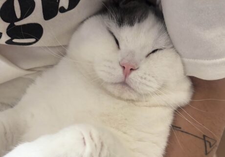 ハマりそうな予感！？ブリティッシュショートヘア うずら | あれ？ ちょっと、眠たくなってきちゃった！ まずい、これはハマってしまうかも。
（母：このあとすぐに撤退しました）