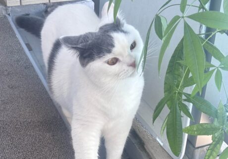 ひとりでできるもん。ブリティッシュショートヘア うずら | イカ耳で常に警戒。クンクンして危険じゃないかチェック！ 兄ちゃん！ ぼくひとりで出来たよ！！ えらい？？