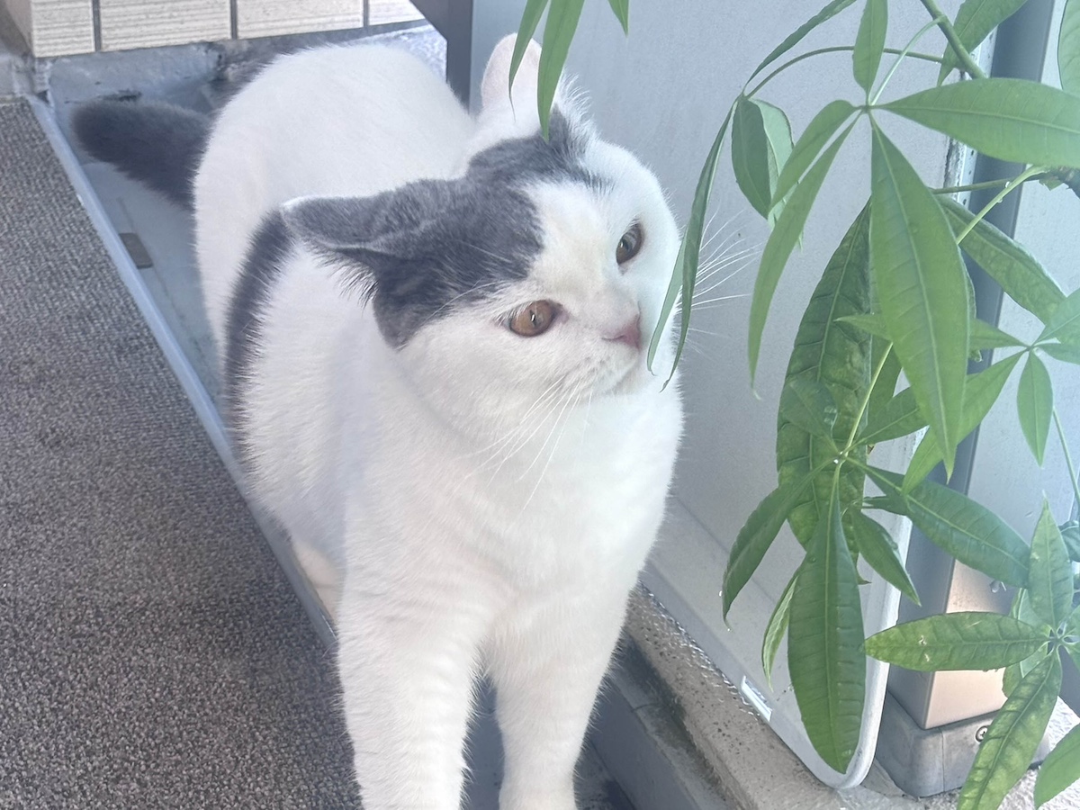 ひとりでできるもん。【肉まんフェイスうずらの、 モチモチ便り。vol.26】