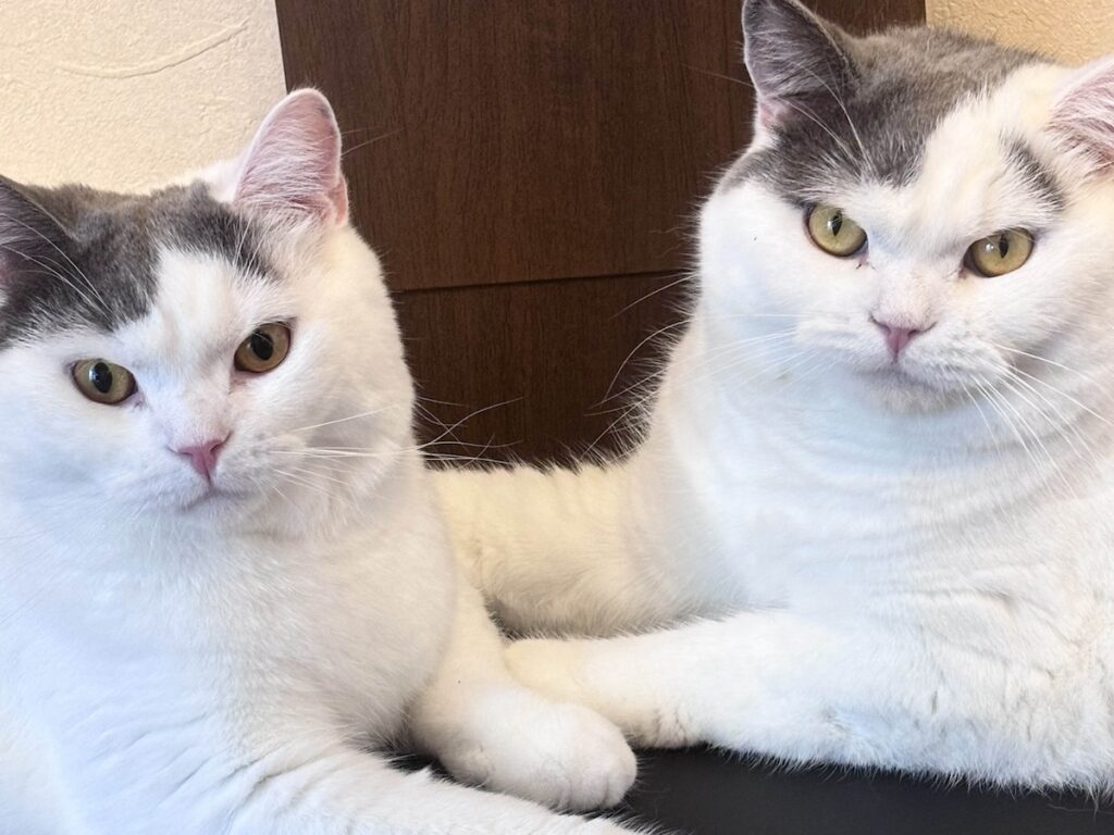 自慢のアポロ肉球。ブリティッシュショートヘア うずら | ぼくは、ハクマル兄ちゃんとボディの柄が似てるんだよ。でも、兄ちゃんみたいなかっこいい眉毛はないの。いいな、羨ましいなぁ。