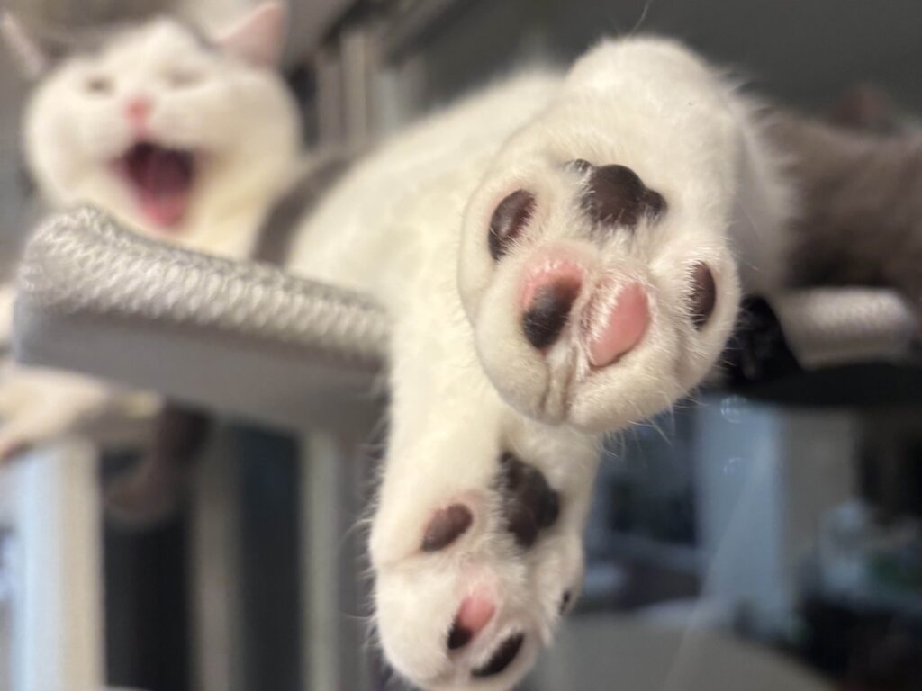 自慢のアポロ肉球。ブリティッシュショートヘア うずら | そして自慢のアポロ肉球！ 兄ちゃんとお揃いなの。ポップコーンの香り付きだよ！